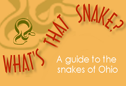 What's that snake logo screenshot