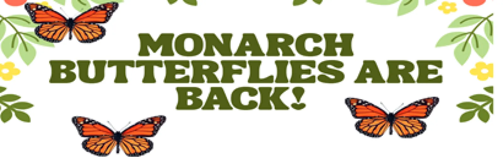 3 monarch butterflies around words monarch butterflies are back