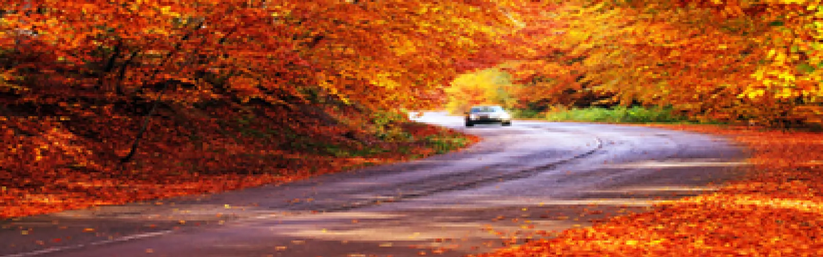 car coming toward viewer on road surrounded by fall foliage