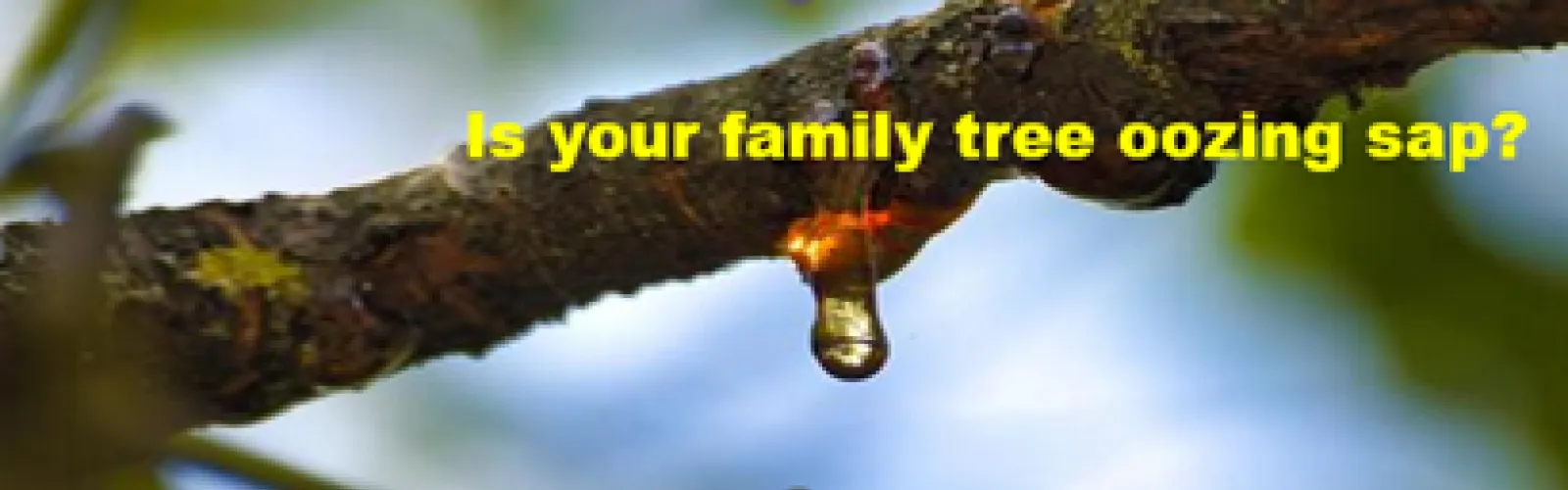 tree branch oozing sap captioned "is your family tree oozing sap?"